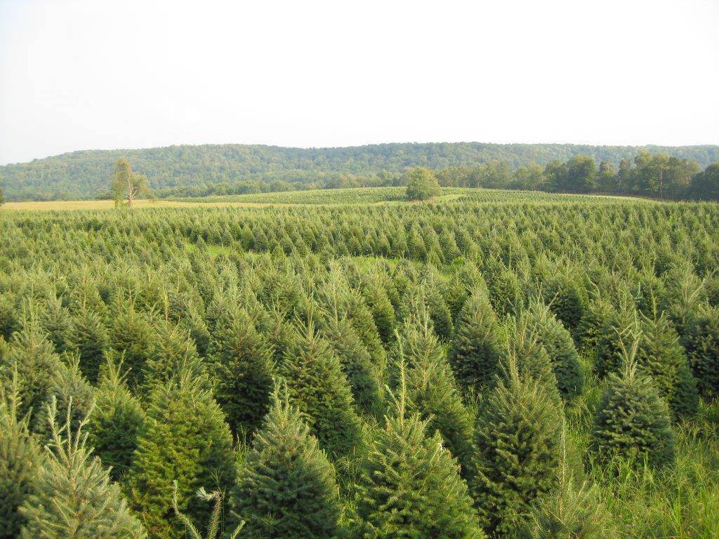 Christmas Tree Farm Syracuse