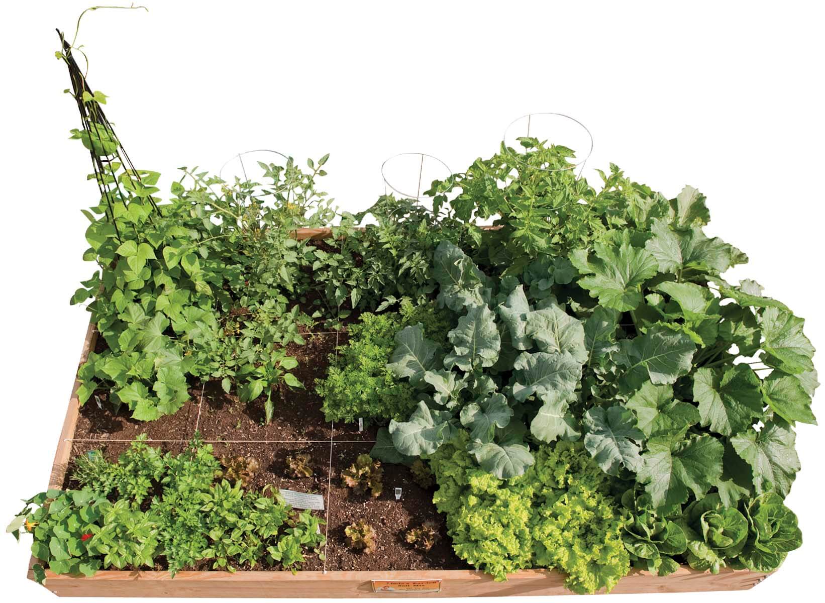 Raised Bed & Container Gardening