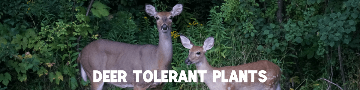 Deer Tolerant Plants