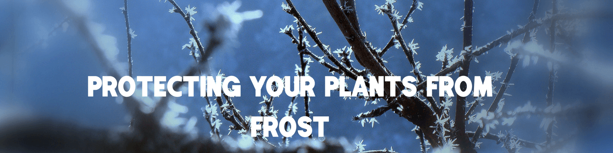 Protecting Your Plants From Frost In Syracuse