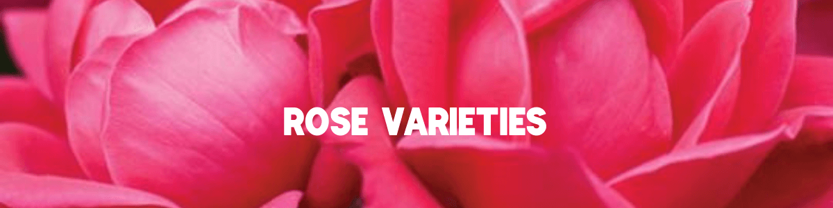 CNY Rose Varieties