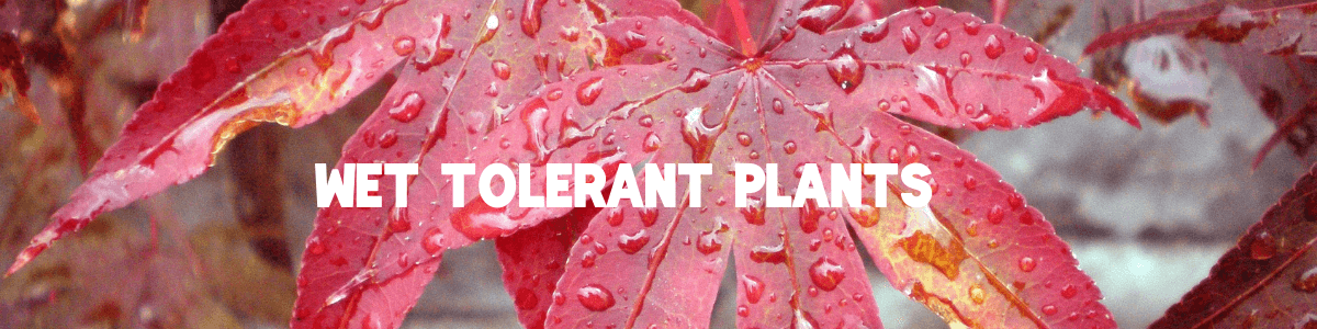 Wet Tolerant Plants