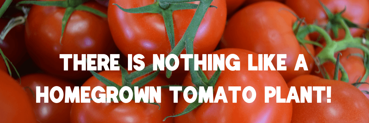 There is nothing like a homegrown tomato!-2 There is nothing like a homegrown tomato!-2