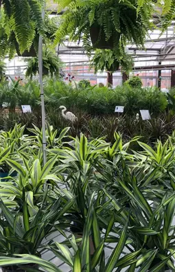 Houseplants in greenhouse