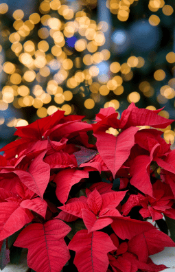 Holiday Poinsettia Fundraisers