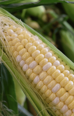Corn