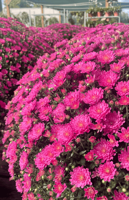 Mums Fall Chuck Hafner's