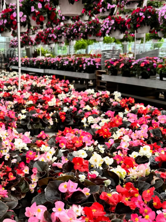 Roses - Chuck Hafner's Garden Center Syracuse